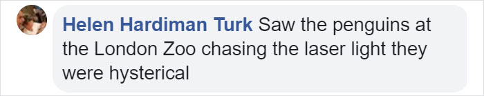 Someone Donates A Bubble Machine To The Penguins Of Newquay Zoo And They Love It