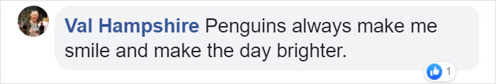 Someone Donates A Bubble Machine To The Penguins Of Newquay Zoo And They Love It