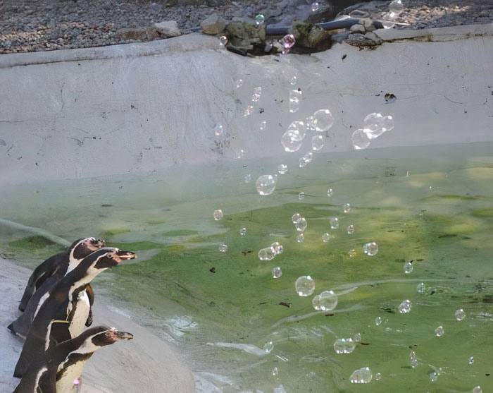 Someone Donates A Bubble Machine To The Penguins Of Newquay Zoo And They Love It Someone Donates A Bubble Machine To The Penguins Of Newquay Zoo And They Love It