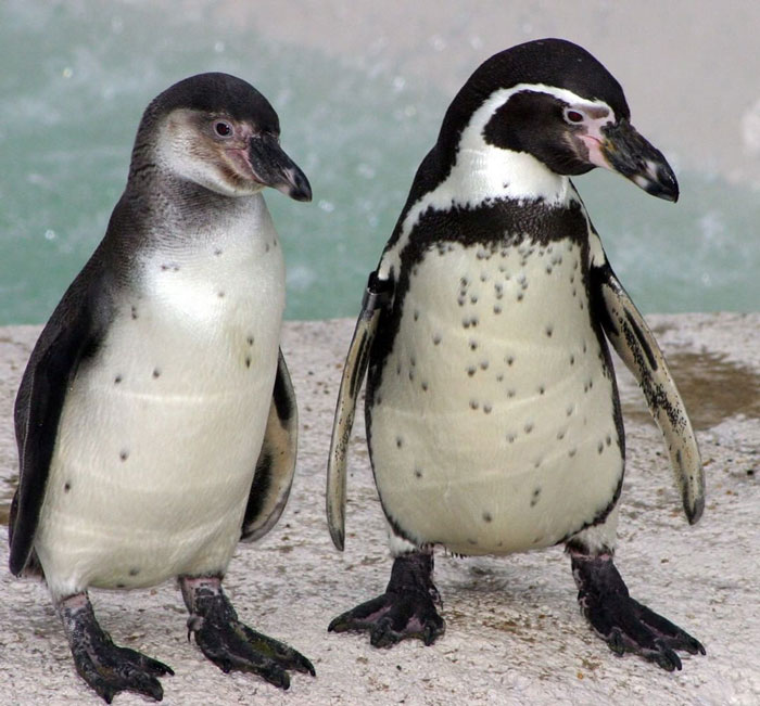 Someone Donates A Bubble Machine To The Penguins Of Newquay Zoo And They Love It