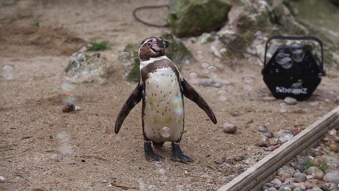 Someone Donates A Bubble Machine To The Penguins Of Newquay Zoo And They Love It