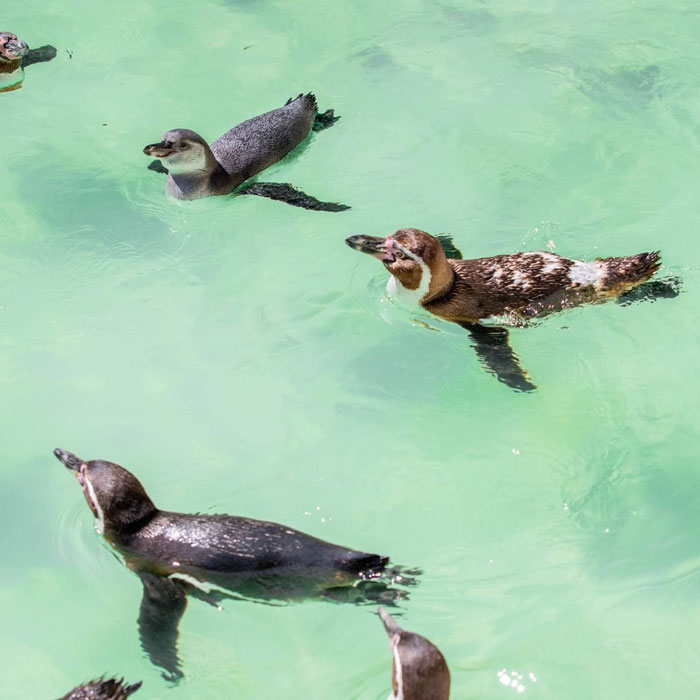 Someone Donates A Bubble Machine To The Penguins Of Newquay Zoo And They Love It Someone Donates A Bubble Machine To The Penguins Of Newquay Zoo And They Love It
