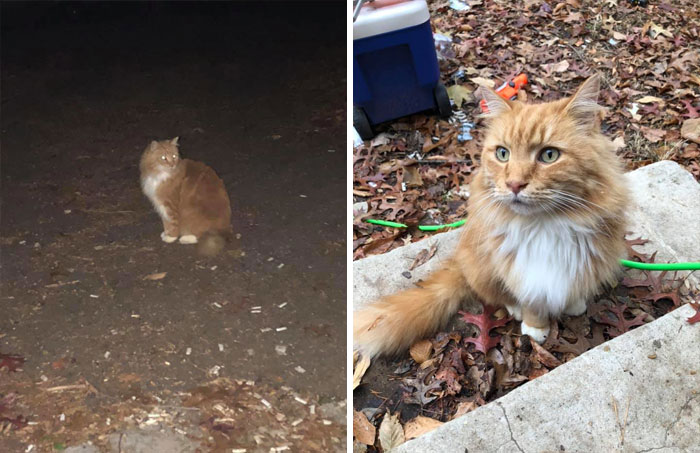 On June 1st, We Tragically Lost Our Beloved Cat Charlie. We Haven’t Been Ready To Go Get Another Cat Since, Even Though We Had This Awful Missing Piece To Our Family