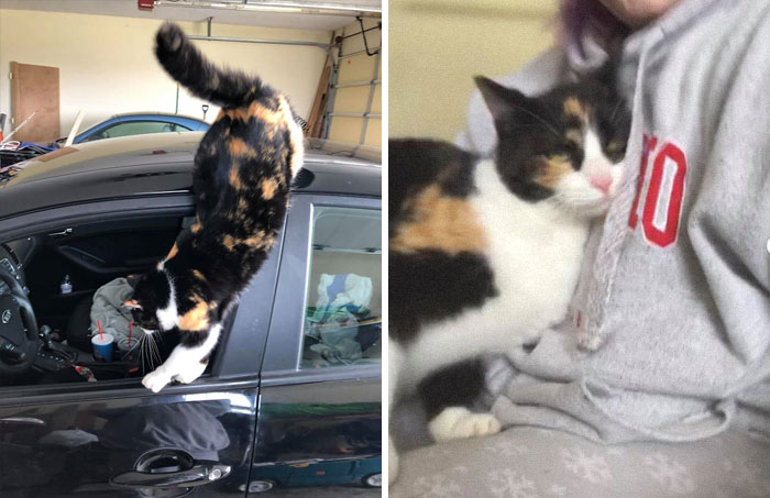 My Car, My Garage, My Lap, And The Boat. Not My Cat