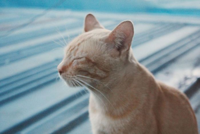 My Window, Not My Cat