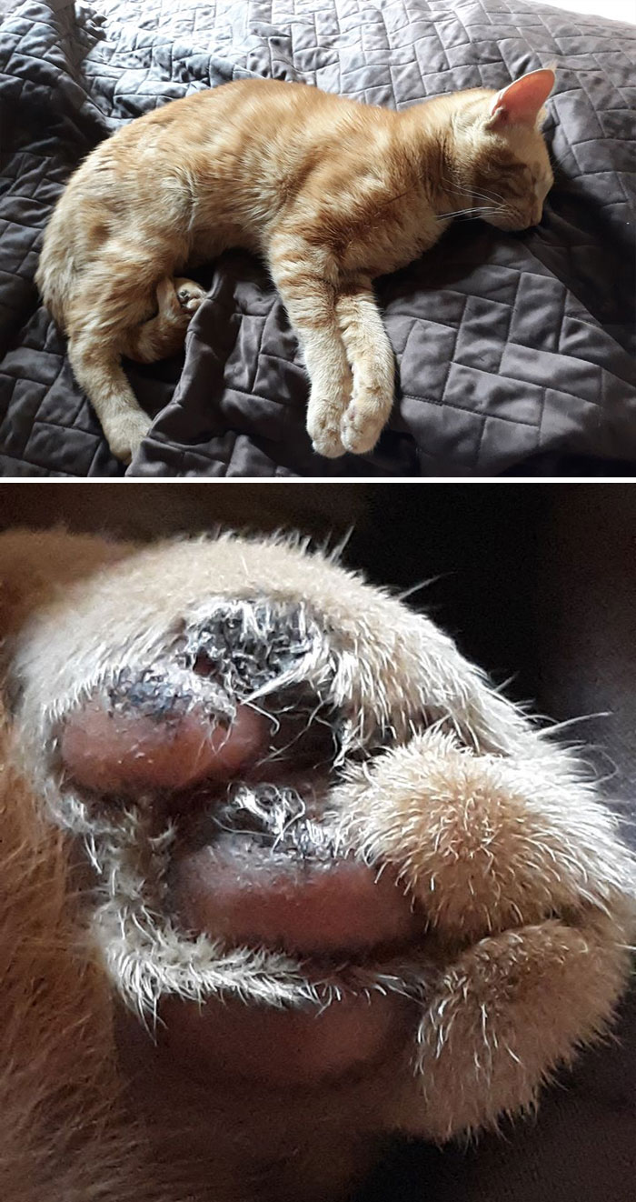 My House, Not My Cat