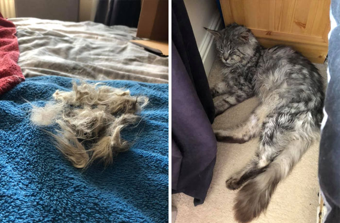 My House Not My Cat ... Merlin Has A Makeover