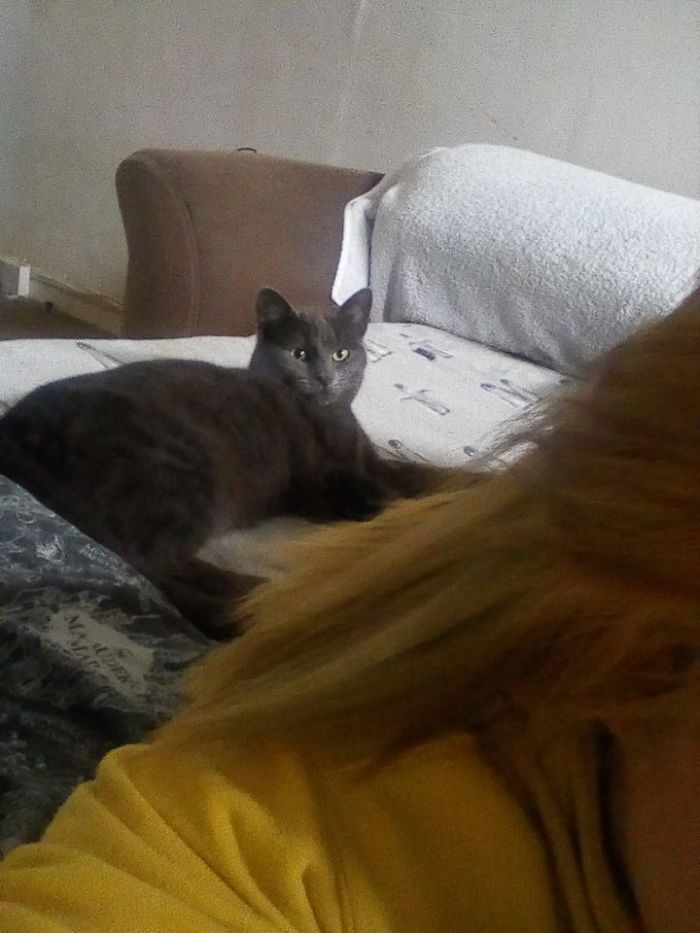 So Yesterday I Ended A Toxic Relationship And My Best Friend Filled Me With Wine And Steak, Resulting In Me Sleeping On Her Pull Out Bed.woke Up This Morning, This Is Not My Cat, Not Her Cat. I Call Him Jovi And I Hope He Never Leaves