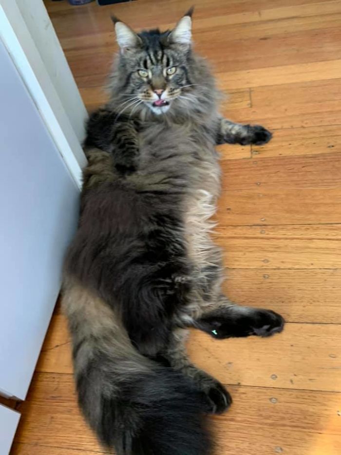 My Kitchen, Not My L O R G E Cat