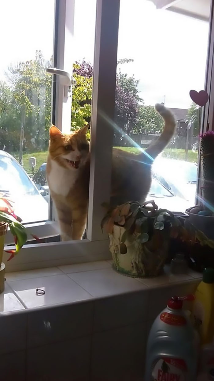 Was Cooking Sausages And Our Neighbour Thought They’d Join Us For Breakfast! We Nicknamed Him Sausage And Found Out About A Year Later That She’s A Girl Catto Called Larry. We Love Larry