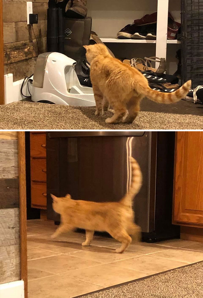 Uhhh I Was Just Sitting Here Petting Our Goats When This Fella Literally Walked Through The Door? Who Is He?