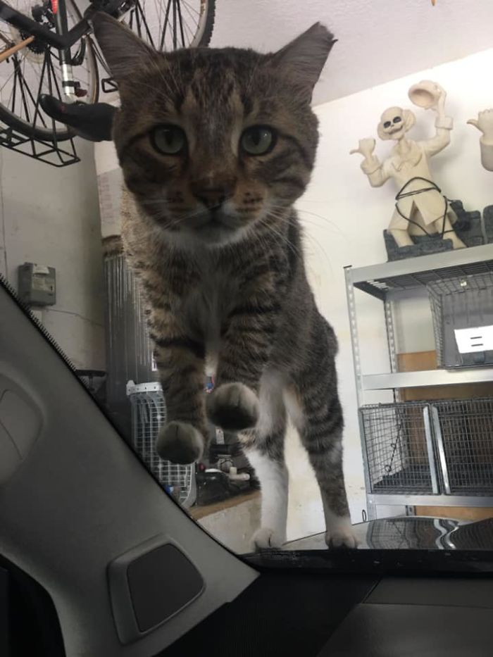 I Was Sitting In My Car In The Garage And A Neighborhood Cat (Mr. Mean) Decided I Was Taking Too Long To Get Him His Treats. He Used To Be The Meanest Cat Ever, Thus His Name. I Had Him Tnrd And Now He’s A Big Mush