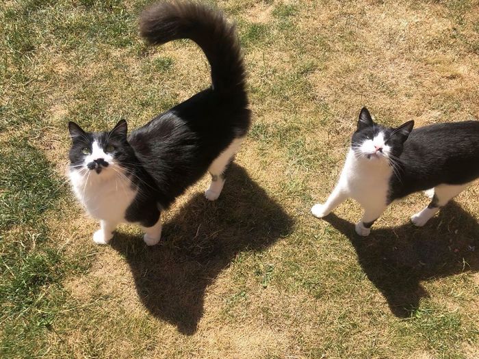 Double Trouble ~ My Garden, Not My Cats