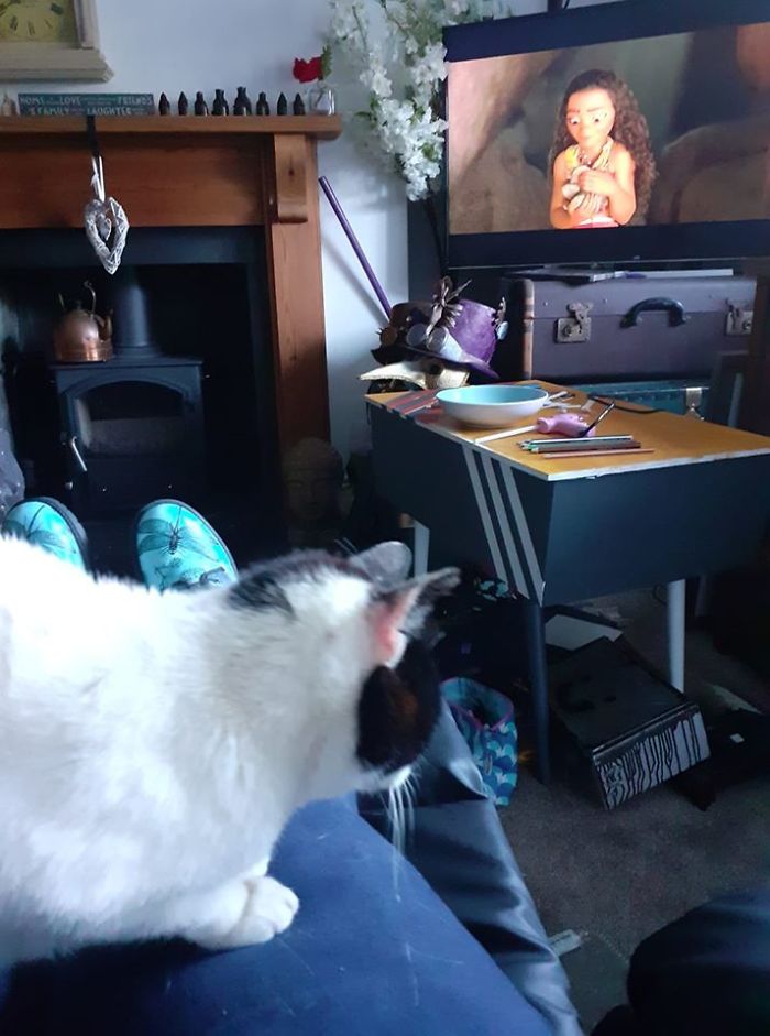 That Is My House, That Is My Lap, That Is Not My Cat. I Was Just Minding My Own Business When A Cat Turned Up And Made Himself Comfy... On My Lap