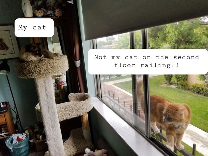 My Neighbor's Cat Is Obsessed With My Cats, Dogs And Daughter. But Today Took The Cake. The Front Door Was Closed Because It Rained So He Took A Scary Journey To See Where His Friends Were