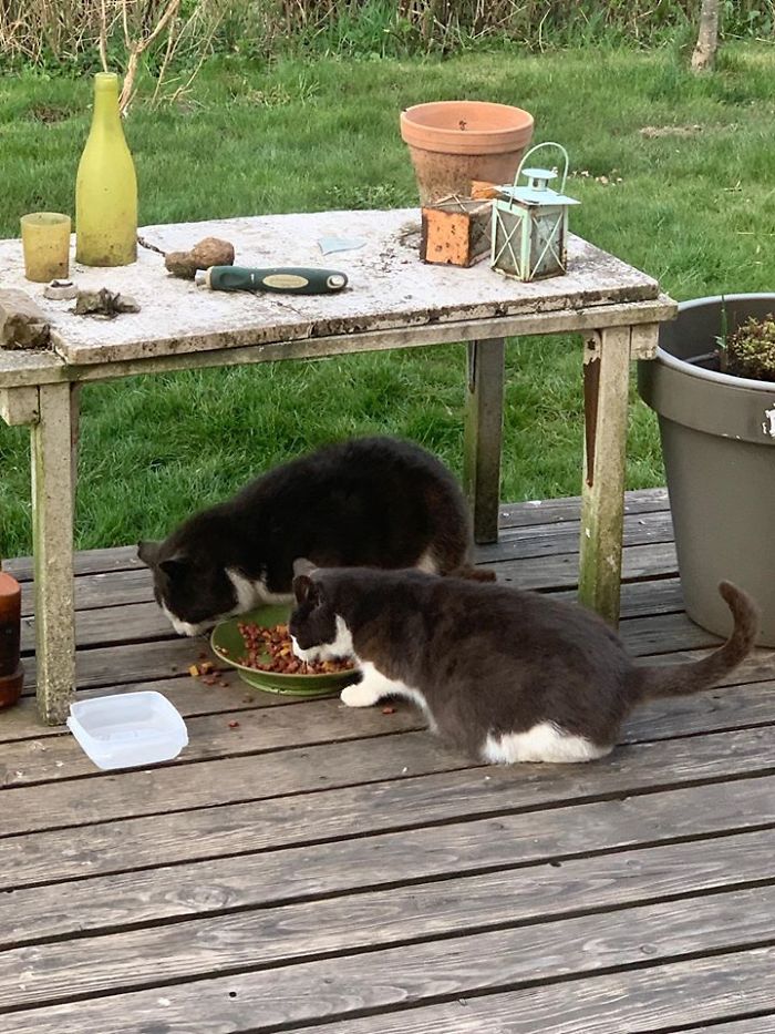 Our Resident Stray Brought A Friend That’s A Mini Version Of Himself