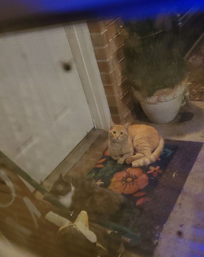 My Porch, My Kittens (Grey Ones) Not My Orange Cat