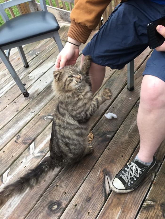 My Gated Back Porch, Not My Cat