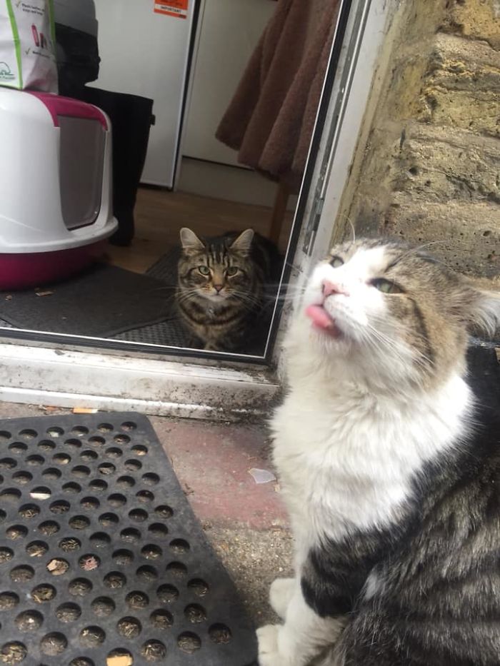 The Tabby Boy Inside Is My Cat, Tabby Boy Outside Is Taking The Piss