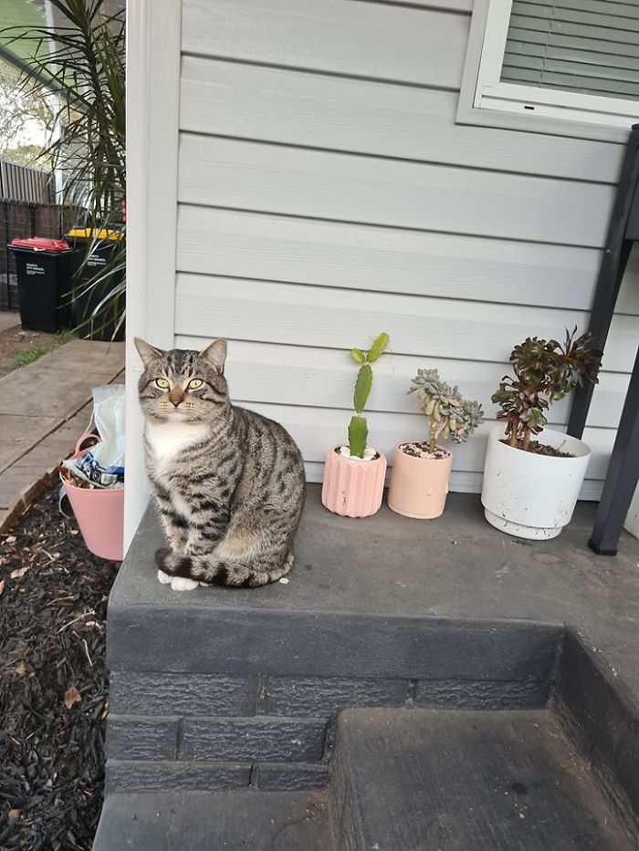 Final Instalment Of Plant Cat. He Is Peacefully Protesting The Removal Of His Plants From Their Pots, Albeit Grompily. But He Still Hangs Out On My Porch And Begrudgingly Lets Me Scritch His Ears