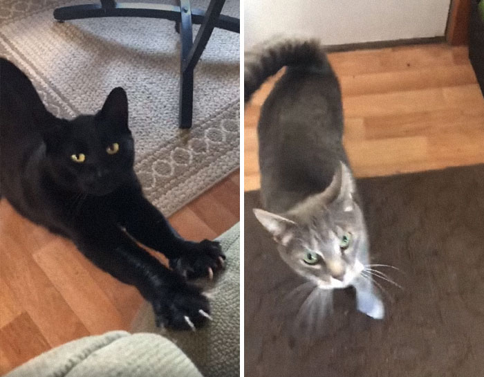 I Came Home From Work To Two Cats In My House Today. The Thing Is... I Only Have One Cat