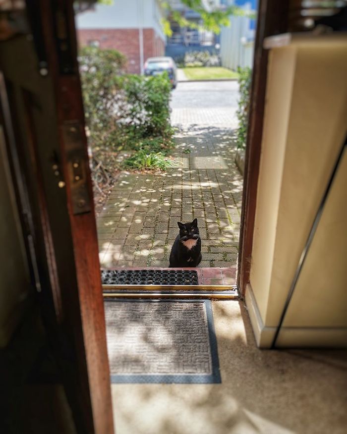 My Apartment, Not My Cat