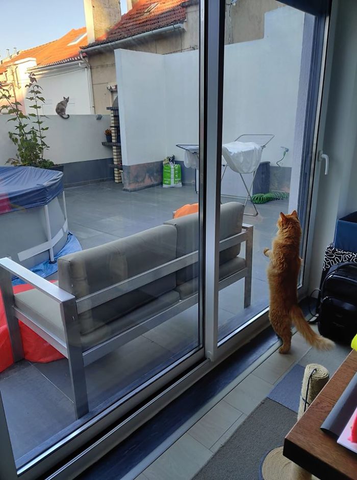 My Cat Showing Off To One Of The Neighbourhood Girls That Comes By Sometimes