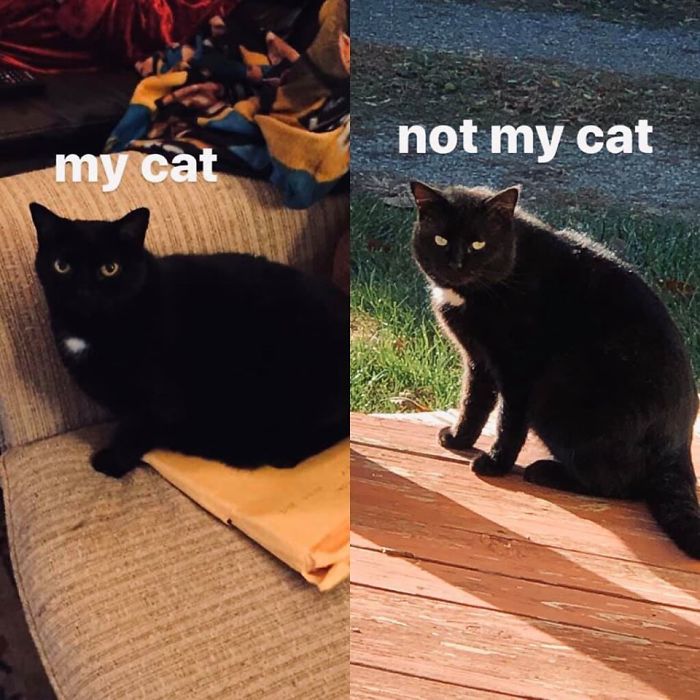 Panther Has A Doppelgänger That Shows Up On Our Front Porch, He Just Looks Like A More Angular Version Of Her