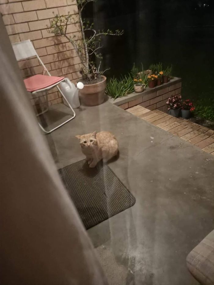 This Is My House. But.. That's Not My Cat. I've Never Seen This Man Before In My Life