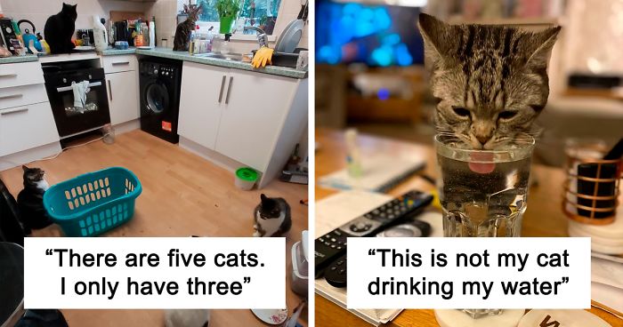 40 ‘My House, Not My Cat’ Pics That You Will Love If You’ve Ever Wanted To Find A Strange Cat Show Up In Your Home