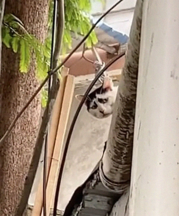 This Cat's Facial Markings Make It Look Super Sad And You Might Even Start Feeling Bad For It (7 Pics)