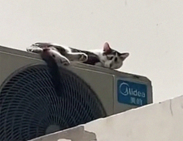 This Cat's Facial Markings Make It Look Super Sad And You Might Even Start Feeling Bad For It (7 Pics)