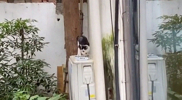 This Cat's Facial Markings Make It Look Super Sad And You Might Even Start Feeling Bad For It (7 Pics) This Cat's Facial Markings Make It Look Super Sad And You Might Even Start Feeling Bad For It (7 Pics)