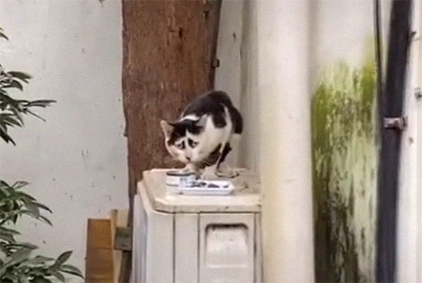 This Cat's Facial Markings Make It Look Super Sad And You Might Even Start Feeling Bad For It (7 Pics)