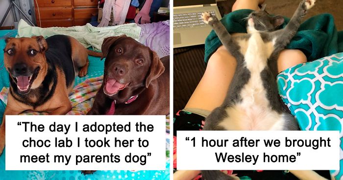 50 Photos By Our Readers Of Their Pets Just Moments After They’d Adopted Them