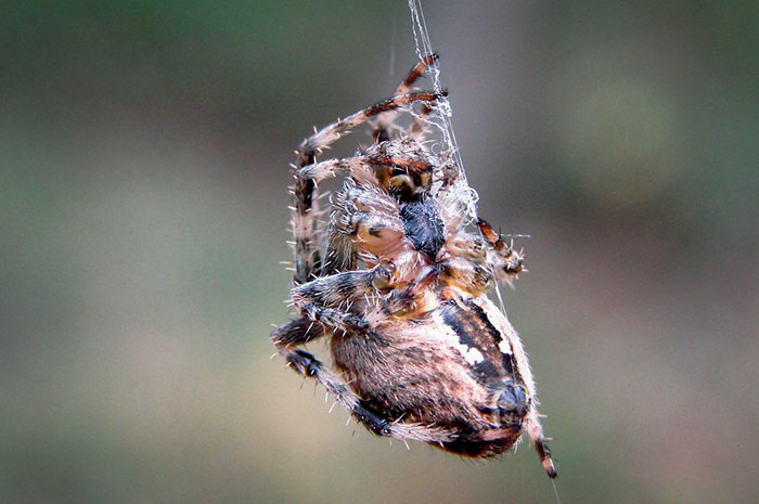 My 21 Photographs Show What The Life Of Insects Is Like