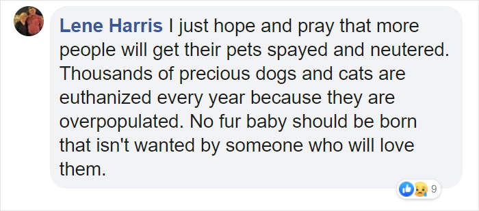 Stray Cat &lsquo;Asks&rsquo; Woman To Let Her Inside So She Can Have Her Babies