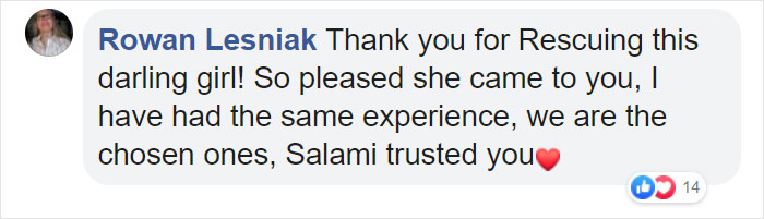 Stray Cat &lsquo;Asks&rsquo; Woman To Let Her Inside So She Can Have Her Babies