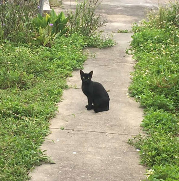 Stray Cat ‘Asks’ Woman To Let Her Inside So She Can Have Her Babies Stray Cat ‘Asks’ Woman To Let Her Inside So She Can Have Her Babies