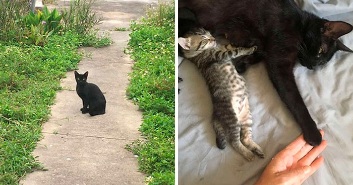 Stray Cat ‘Asks’ Woman To Let Her Inside So She Can Have Her Babies