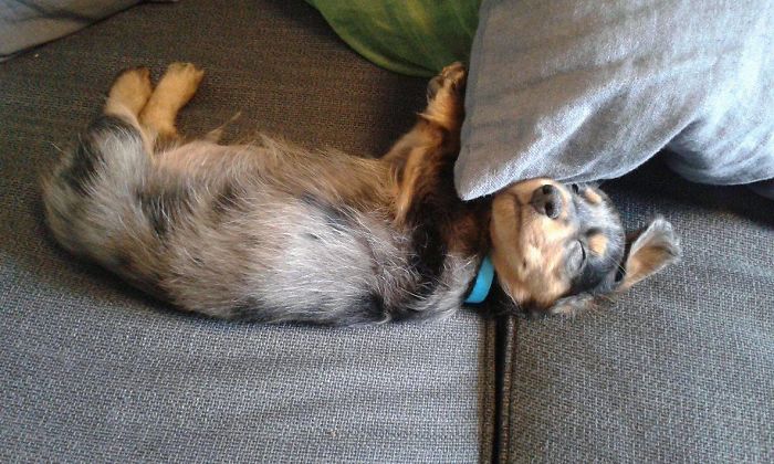 Baldur At 2 Months Old