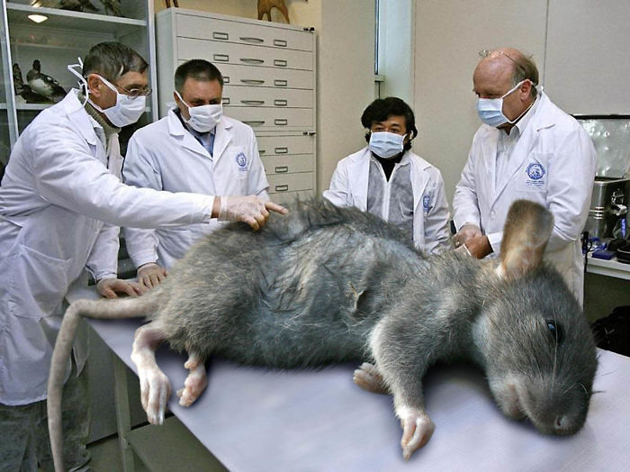 Digital-Art-Contest-Oversized-Animals-Designcrowd