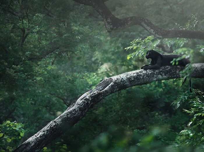19 Stunning Photos Of A Rare Black Panther Roaming In The Jungles Of India 19 Stunning Photos Of A Rare Black Panther Roaming In The Jungles Of India