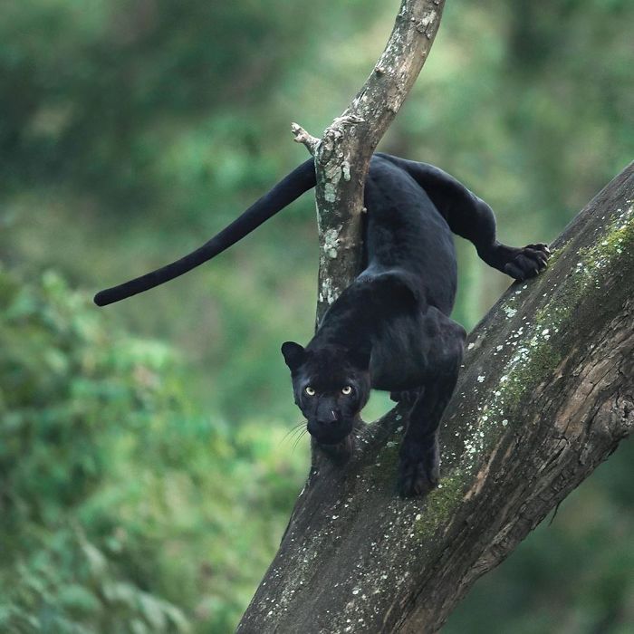 19 Stunning Photos Of A Rare Black Panther Roaming In The Jungles Of India 19 Stunning Photos Of A Rare Black Panther Roaming In The Jungles Of India