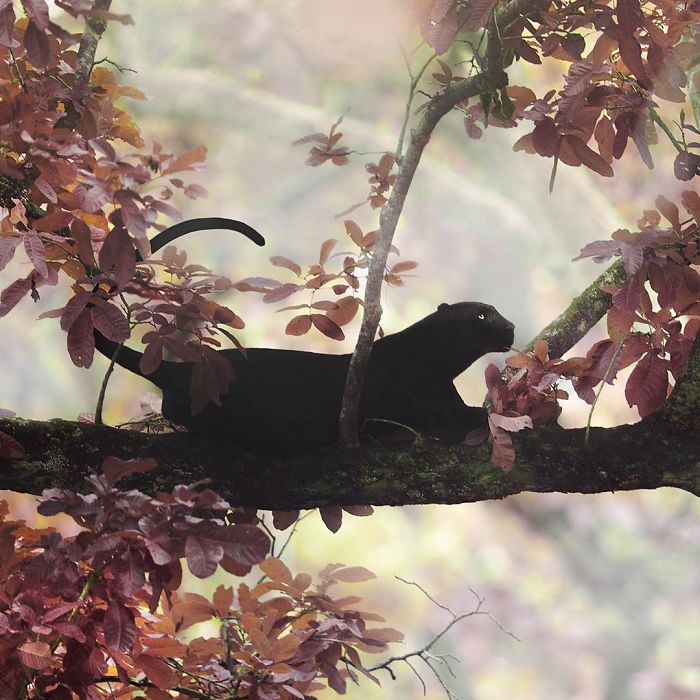 19 Stunning Photos Of A Rare Black Panther Roaming In The Jungles Of India