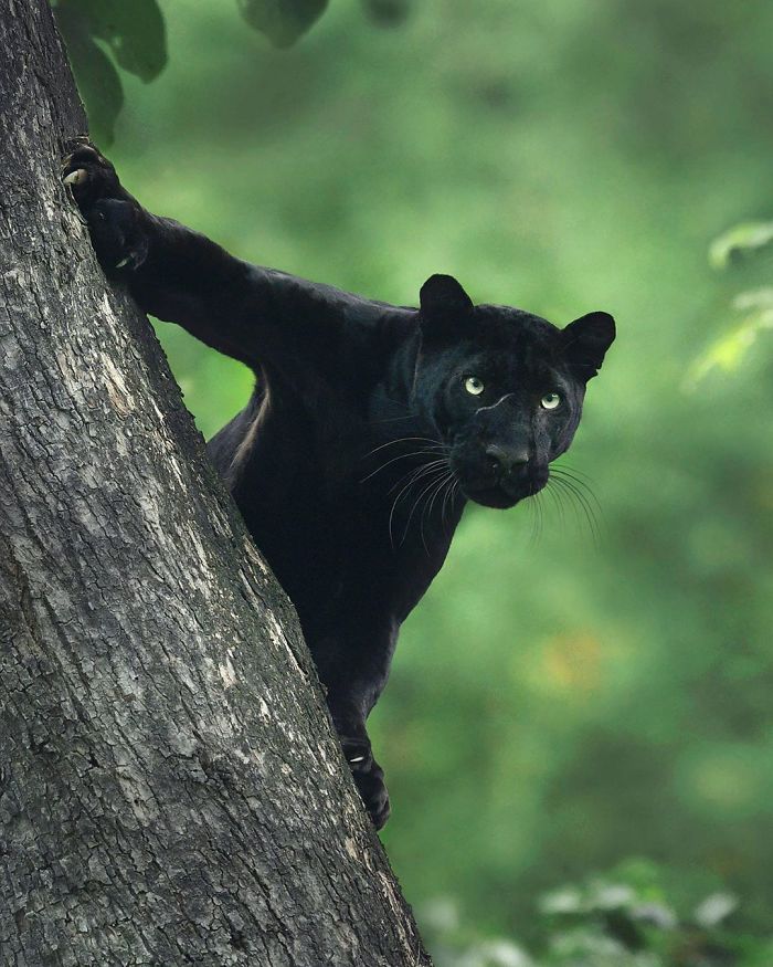 19 Stunning Photos Of A Rare Black Panther Roaming In The Jungles Of India 19 Stunning Photos Of A Rare Black Panther Roaming In The Jungles Of India
