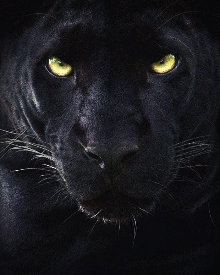 19 Stunning Photos Of A Rare Black Panther Roaming In The Jungles Of India 19 Stunning Photos Of A Rare Black Panther Roaming In The Jungles Of India