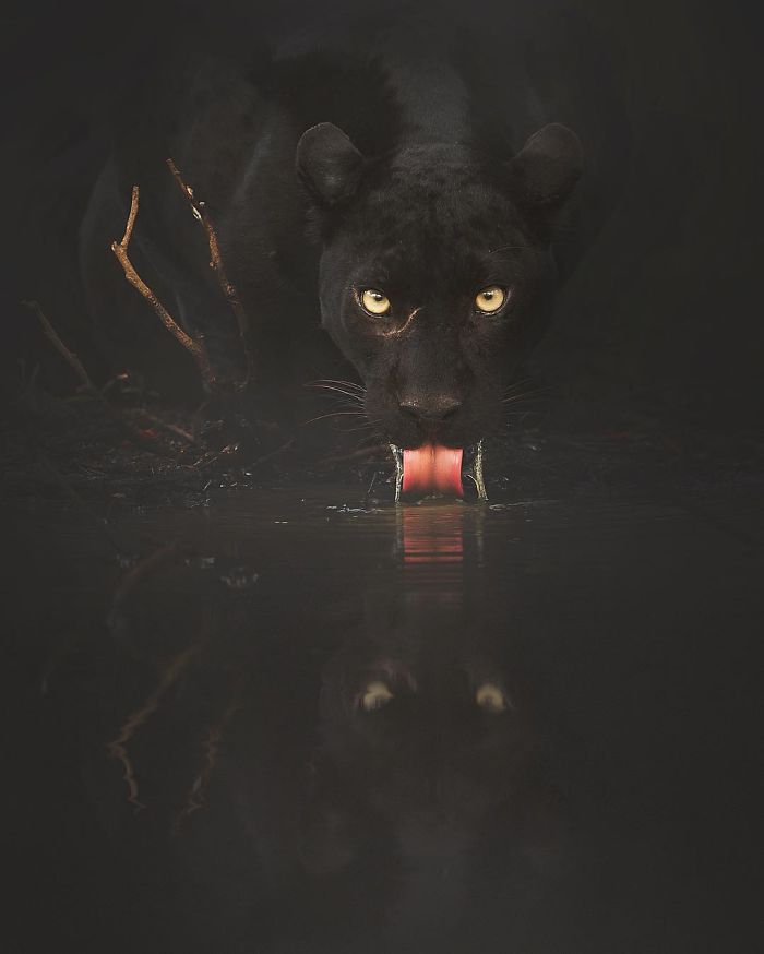 19 Stunning Photos Of A Rare Black Panther Roaming In The Jungles Of India 19 Stunning Photos Of A Rare Black Panther Roaming In The Jungles Of India