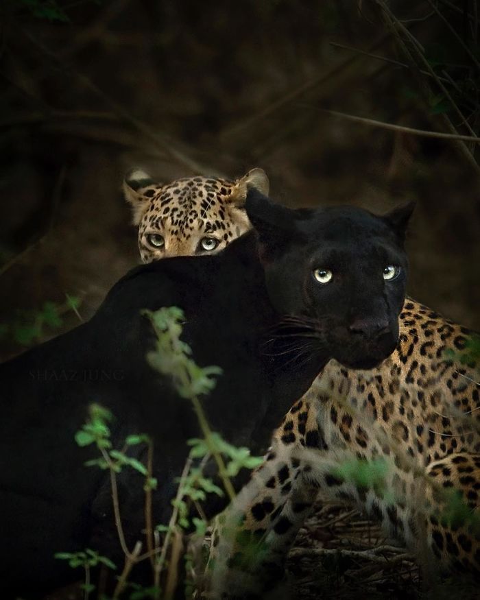 19 Stunning Photos Of A Rare Black Panther Roaming In The Jungles Of India