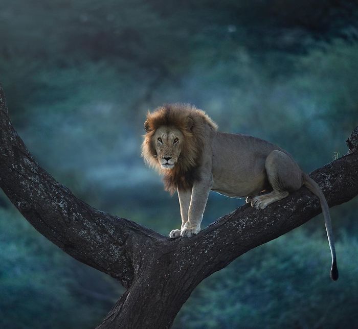 19 Stunning Photos Of A Rare Black Panther Roaming In The Jungles Of India